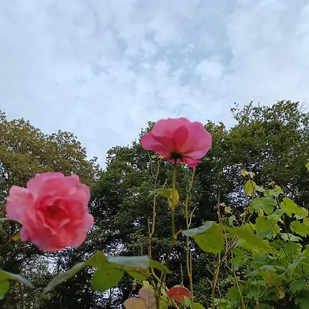 Bois De Biron - - - 別荘 *