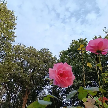 別荘 Bois De Biron - - -